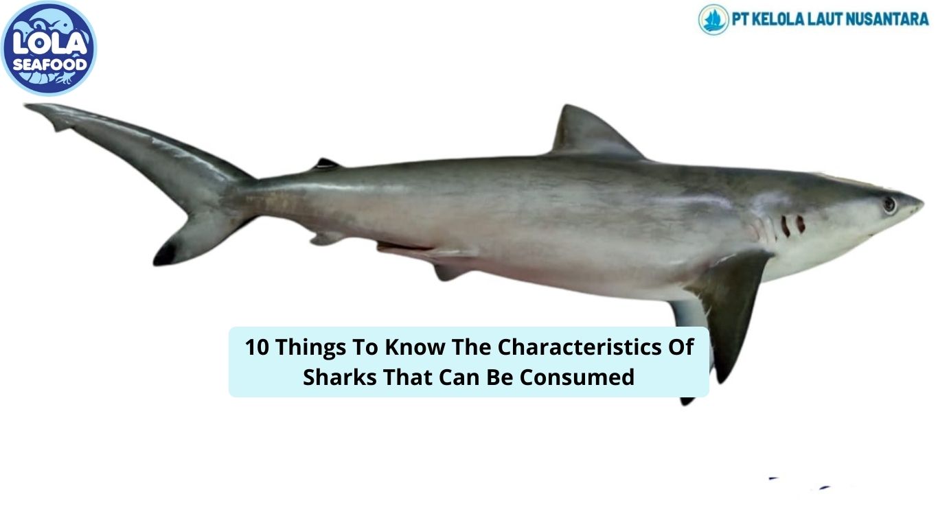 10 Things To Know The Characteristics Of Sharks That Can Be Consumed